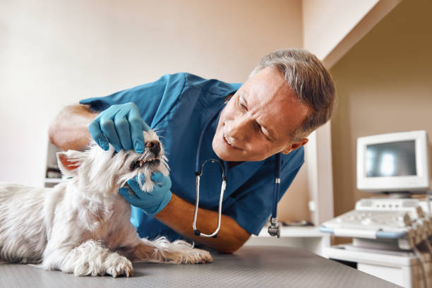Best Emergency Dentist for Knocked-Out Tooth in Lillington, NC
